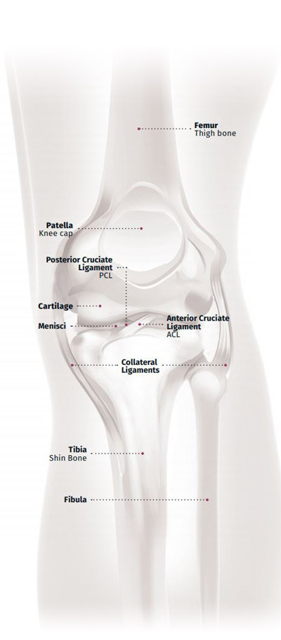 Knee Anatomy