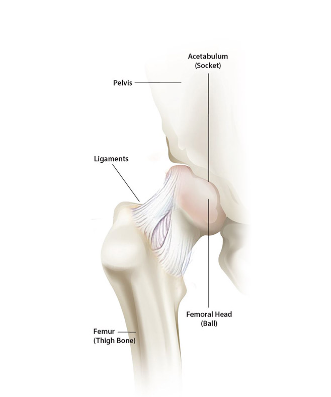 Hip Anatomy